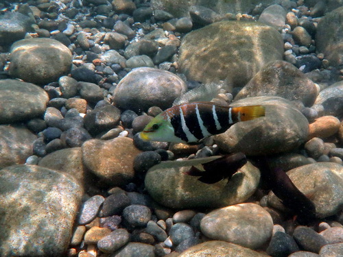 Hemigymnus fasciatus