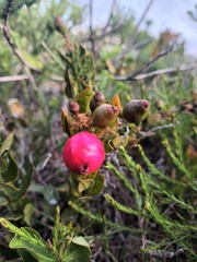 Rhoiacarpos capensis