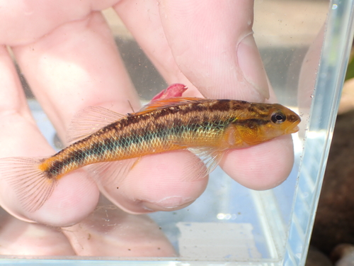 Roanoke darter (Percina roanoka) — Percidae — 3