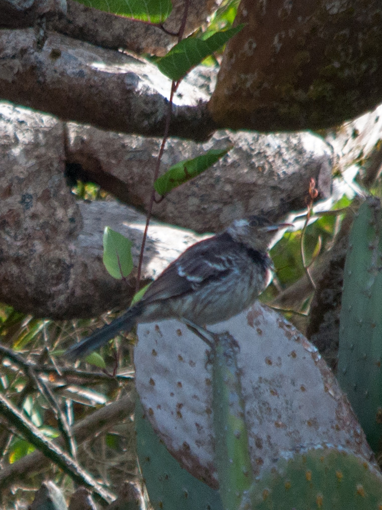 Floreana Mockingbird (Mimus trifasciatus), photo 10