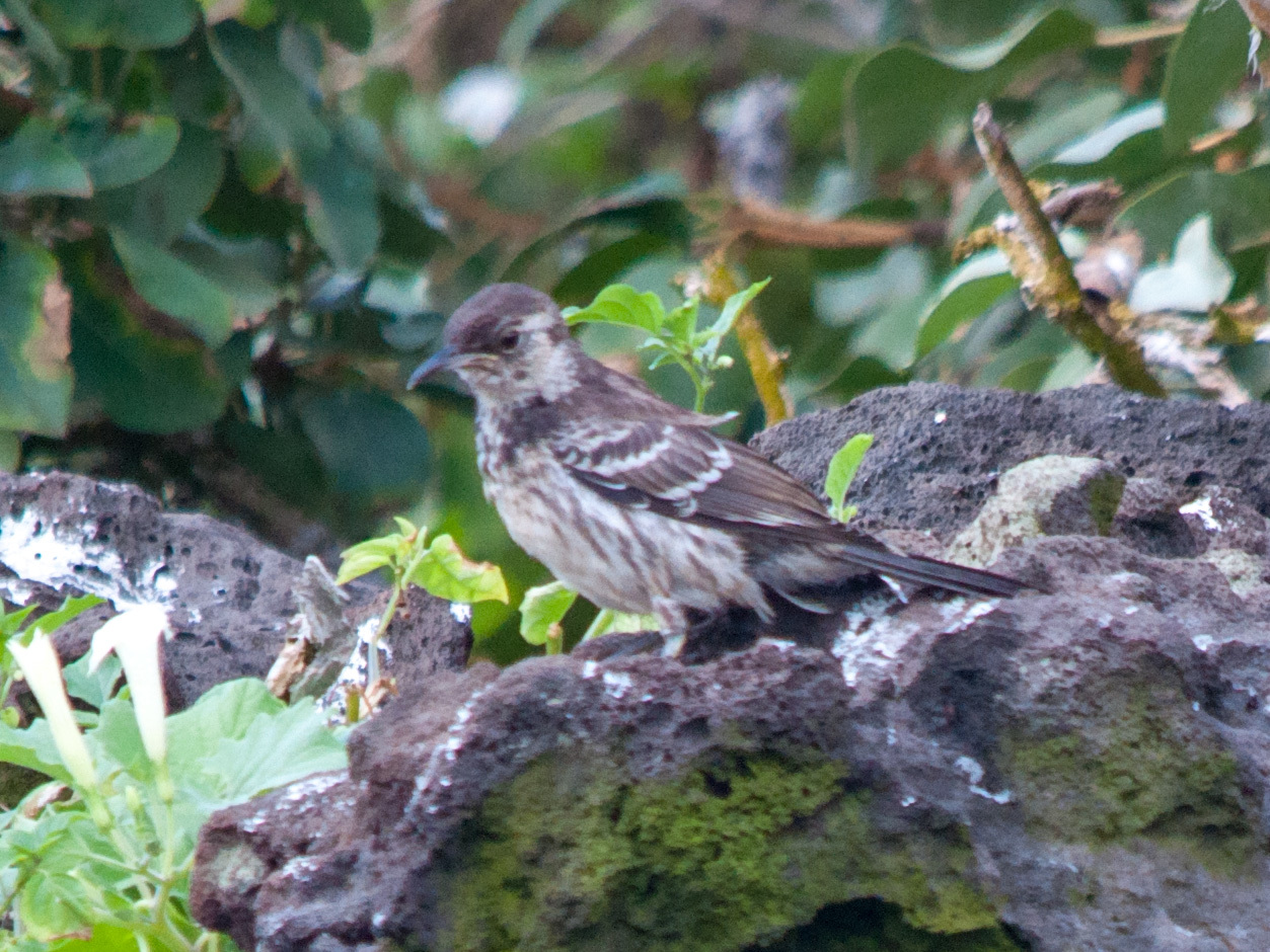 Floreana Mockingbird (Mimus trifasciatus), photo 7