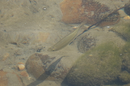 Large razorbelly minnow (Salmostoma bacaila) — Cyprinidae — 3