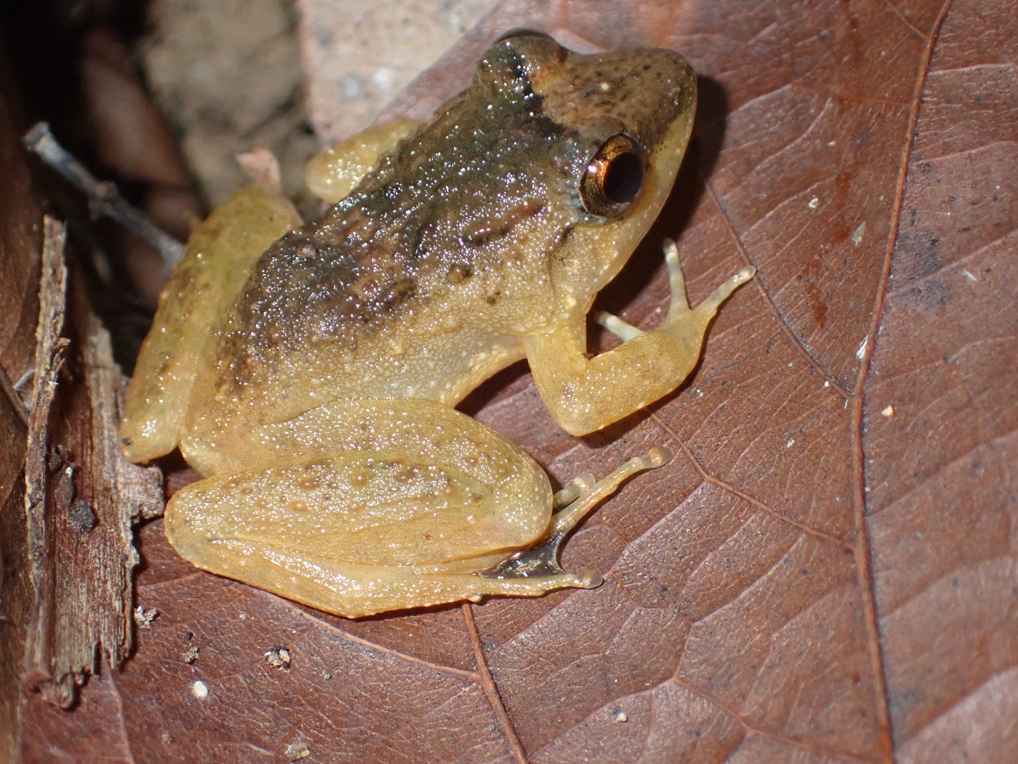 Red Stream Frog, Limnonectes doriae