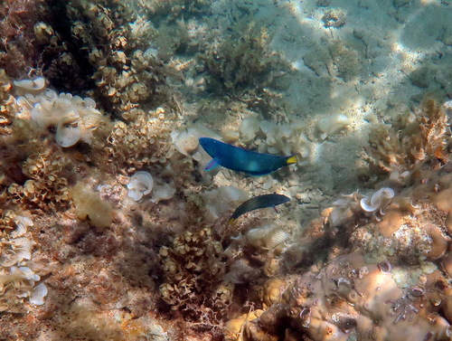 Thalassoma lunare