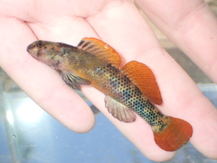 Riverweed Darter photo 1