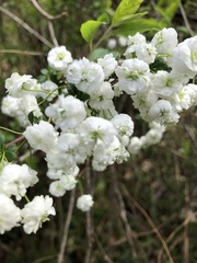 Spiraea prunifolia
