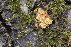 Oligonema persimile