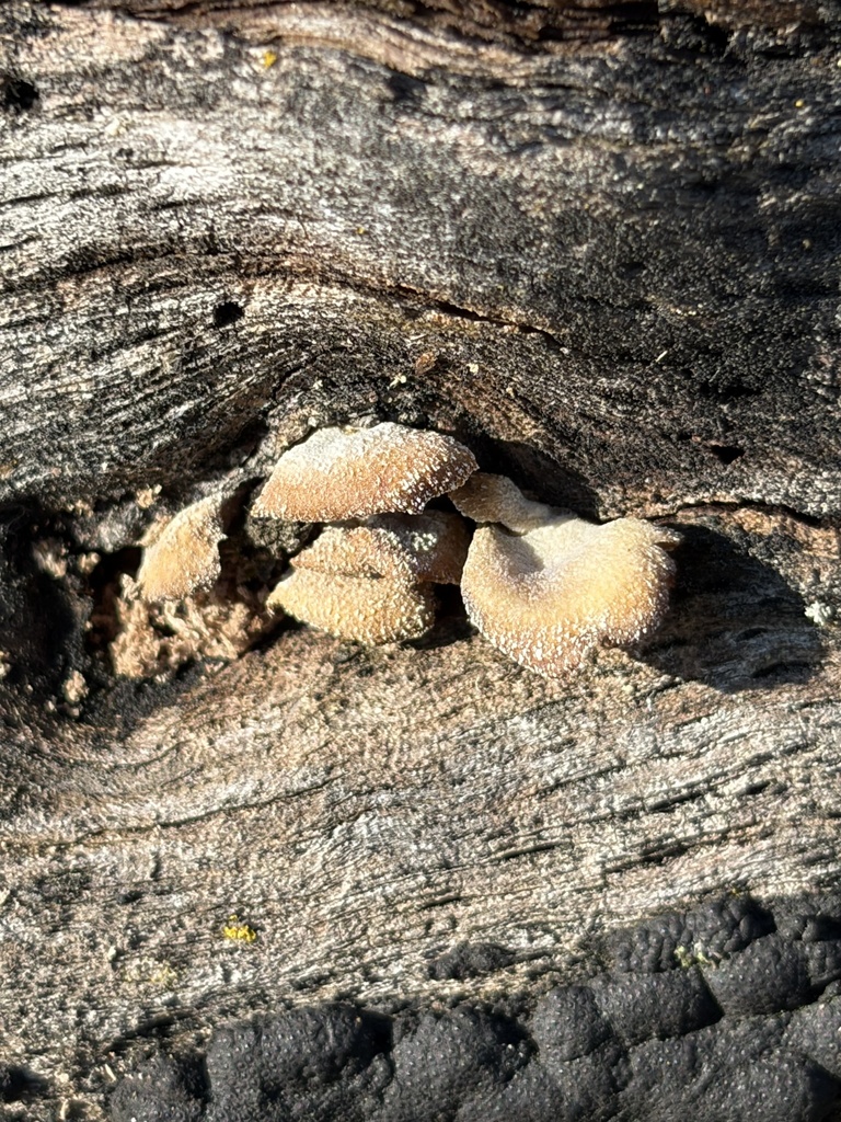 Panellus stipticus · April 2026 · photo: © julietrav24 (iNaturalist, cc-by)