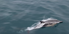 Delphinus