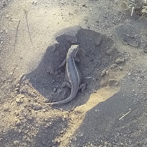 Prairie Lizard