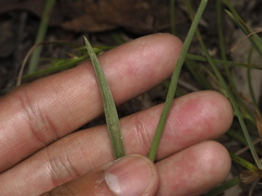 Murdannia graminea, photograph (c) Josh, some rights reserved (CC BY)