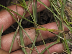 Murdannia graminea, photograph (c) Josh, some rights reserved (CC BY)