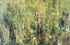 Rumex aquaticus