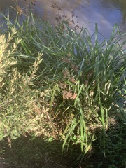 Cyperus dives, photograph (c) Dave Richardson, some rights reserved (CC BY)
