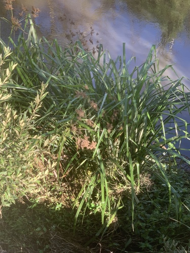 Cyperus dives, photograph 6