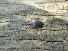 Acalyptus carpini