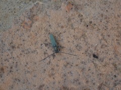 Phytoecia caerulescens