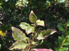 Coprosma tenuifolia