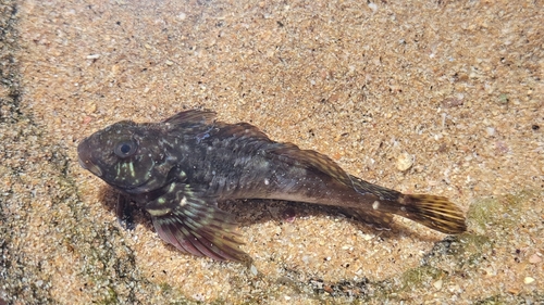 Scartella cristata