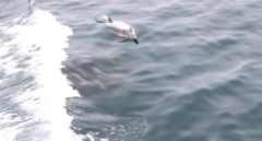 Delphinus