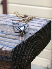 Acanthocephala declivis