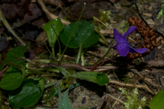 Viola alba dehnhardtii