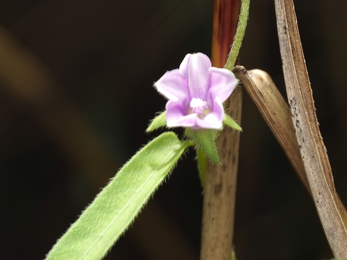 Ipomoea eriocarpa, photograph 1