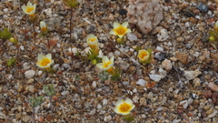 Leptosiphon lemmonii