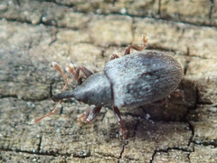 Acalyptus carpini