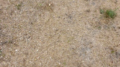 Leptosiphon lemmonii