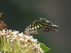 Graphium agamemnon