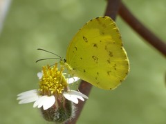 Eurema hecabe