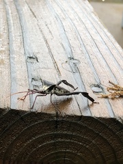 Acanthocephala declivis