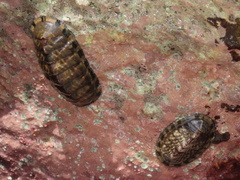 Chiton
