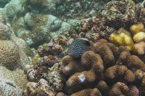 Paracirrhites forsteri