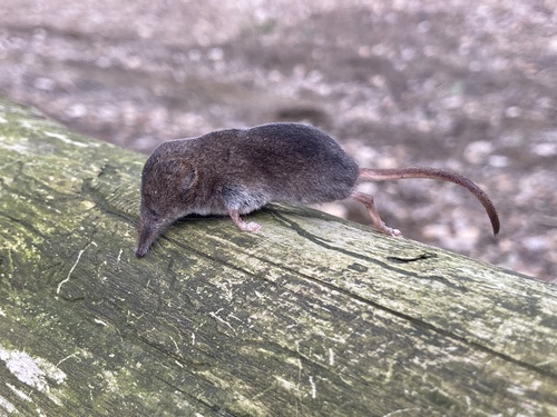 musaraigne cendrée observed by thomasburgi