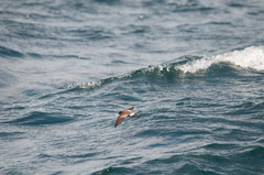 Oceanites gracilis