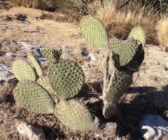 Opuntia huajuapensis