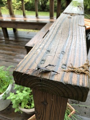 Acanthocephala declivis