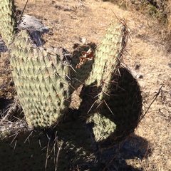 Opuntia huajuapensis