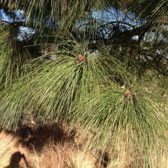 Pinus pseudostrobus apulcensis