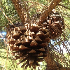 Pinus pseudostrobus apulcensis