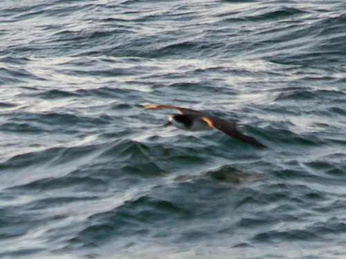 Galapagos Petrel (Pterodroma phaeopygia), photo 8