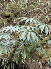Heptapleurum taiwanianum, photograph (c) chrisdt, some rights reserved (CC BY)