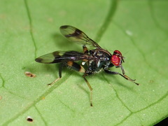 Richardiidae