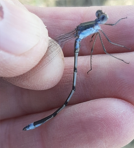 Southern Spreadwing