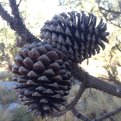 Pinus pseudostrobus apulcensis