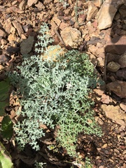 Chaenactis artemisiifolia