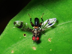 Richardiidae