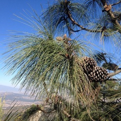 Pinus pseudostrobus apulcensis